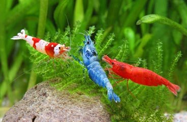 Captured by Chris Lukhaup